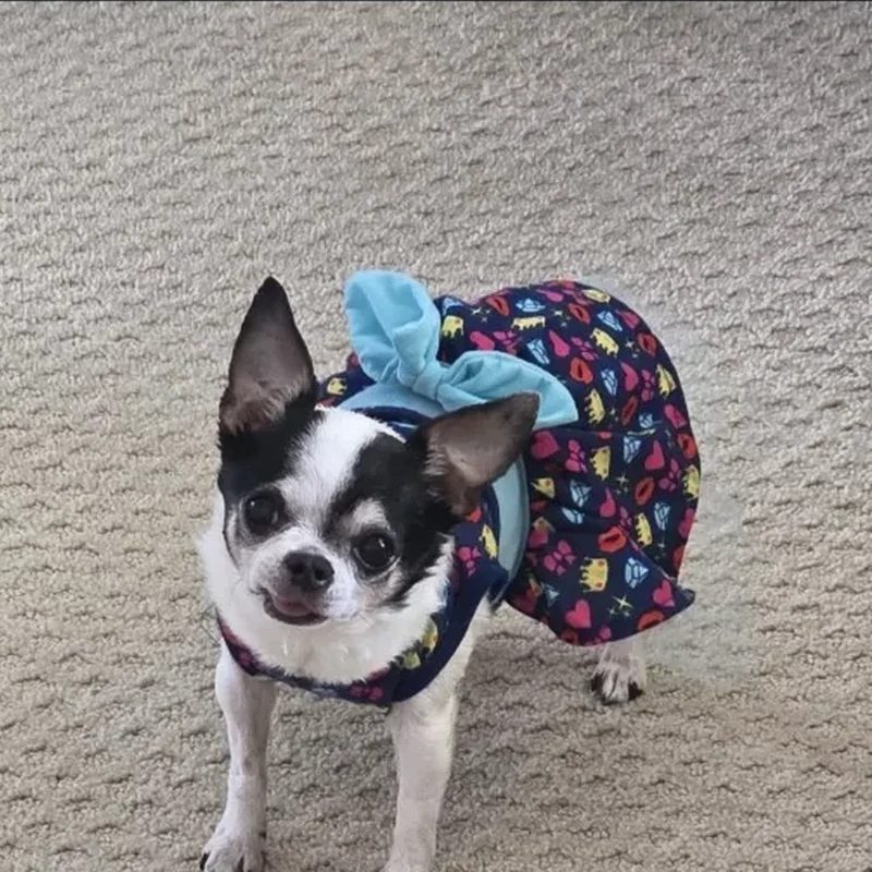 Chi Chi, a dog customer in Orland Park, IL.