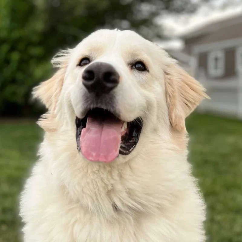 Daryl, ARS company dog, a Kentucky rescue adopted through Magnificent Mutts.