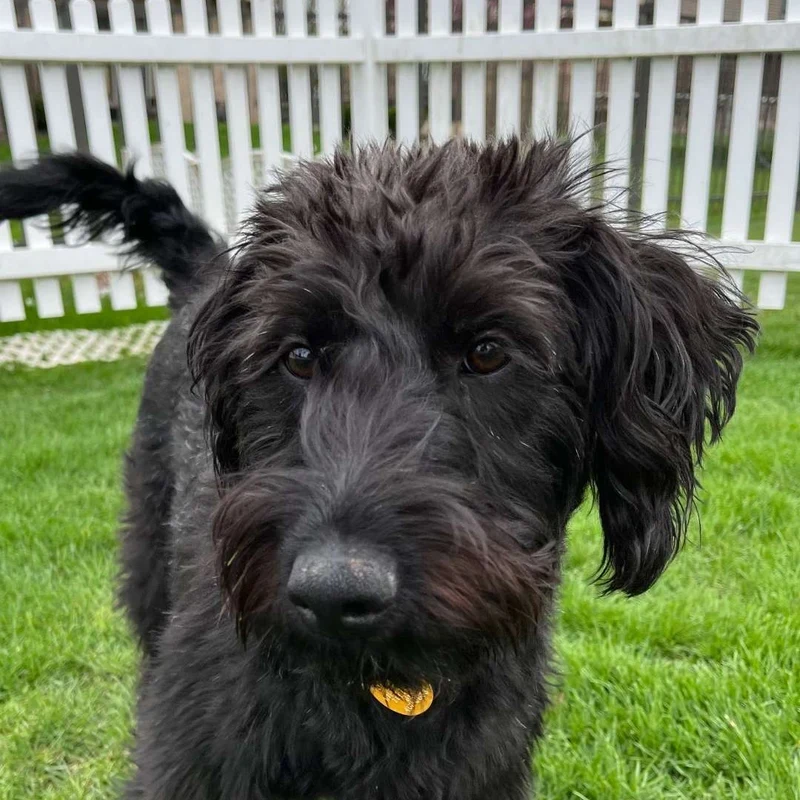Emma, ARS company dog, a Kentucky rescue adopted through Magnificent Mutts.