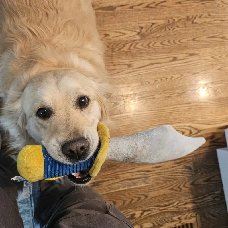 Franklin, a dog customer in Homer Glen, IL.