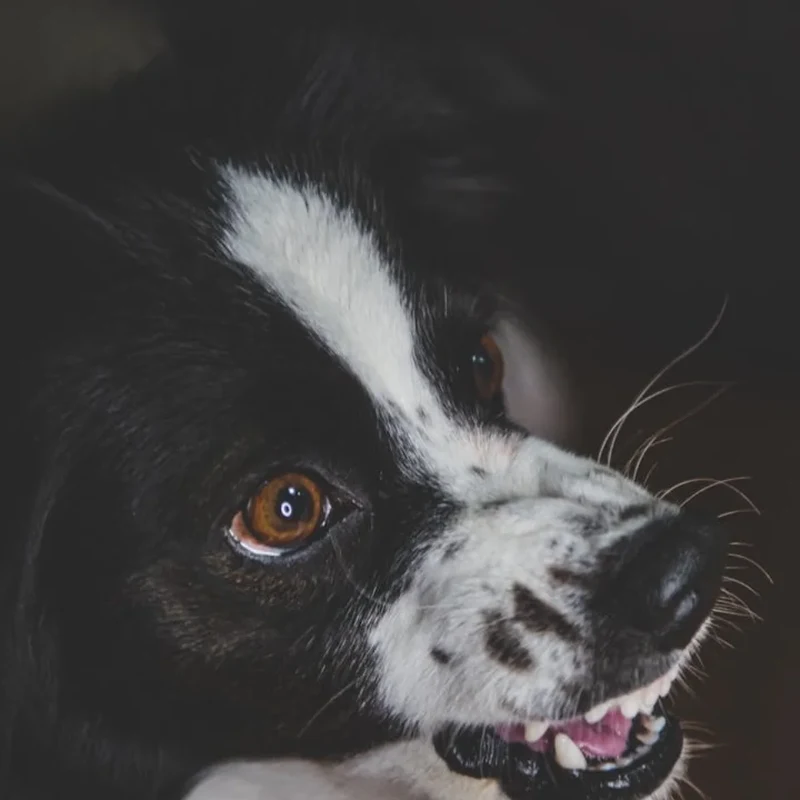 Rosie, a dog customer in Lockport, IL.